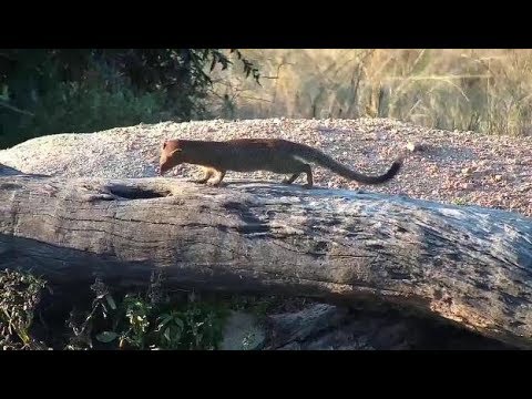 Djuma: Slender Mongoose family at the pan - 16:25 - 05/08/19