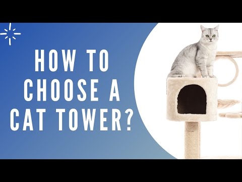 How to choose a Best Cat Tree for Small Apartment? A step by step buying guide - Pet Lover Blog