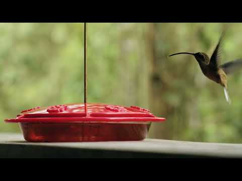 Колибри-самая маленькая птичка на Земле