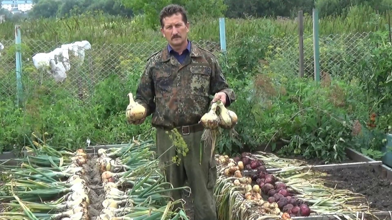 Лук Эксибишен. Уборка урожая.