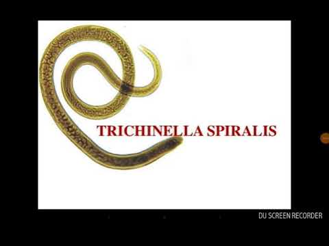 trichinella spiralis kezelés)