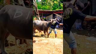 Download lagu Ma'tinggoro tedong adat toraja mp3 Download lagu Ma'tinggoro tedong adat toraja mp3