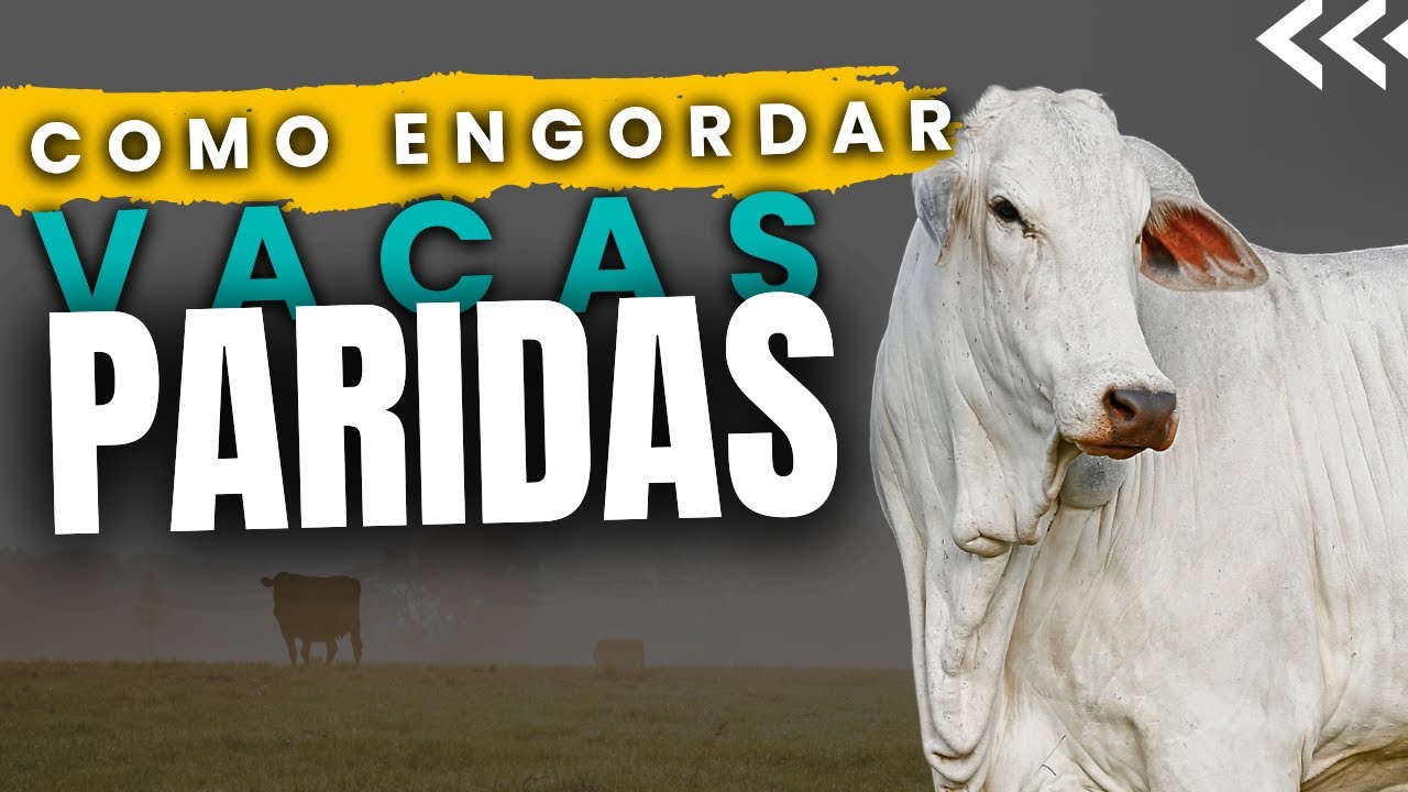 Estratégias para Semi Confinamento de Vacas Paridas: Otimizando Custo e Rentabilidade