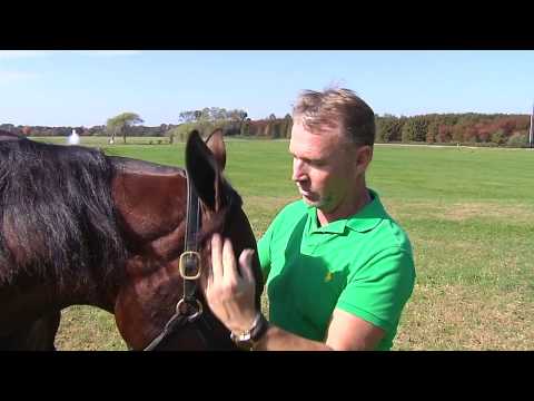 Breeders Crown Feature - Always B Miki