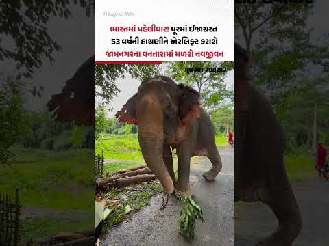 ભારતમાં પહેલીવાર! 53 વર્ષની ઈજાગ્રસ્ત હાથણી 'જોયમોતી'ને ઈમરજન્સી સારવાર માટે એરલિફ્ટ કરાશે ભારતમાં પહેલીવાર! 53 વર્ષની ઈજાગ્રસ્ત હાથણી 'જોયમોતી'ને ઈમરજન્સી સારવાર માટે એરલિફ્ટ કરાશે