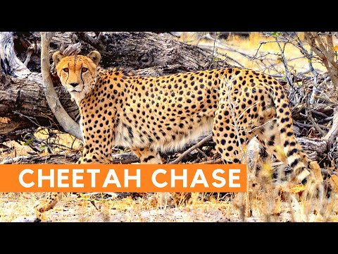 Running Cheetah