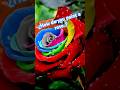 Painting Roses From The Andes To The World