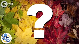 Why Do Leaves Change Color?