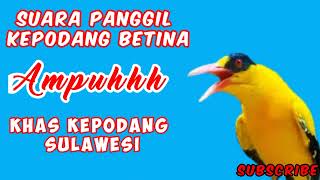 Download lagu AMPUH!!!..SUARA PIKAT KEPODANG BETINA YANG SUSAH TURUN || KHAS KEPODANG SULAWESI. mp3