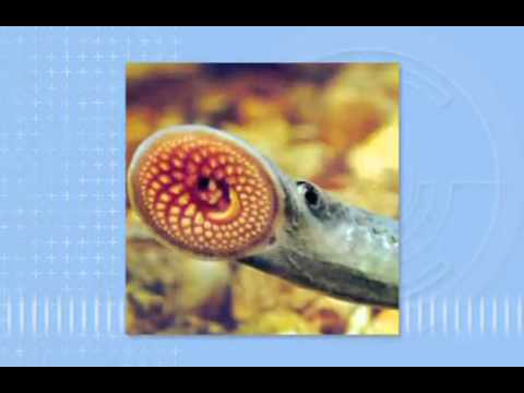 INTRODUÇÃO AOS CORDADOS: PROTOCORDADOS E PEIXES - biologia