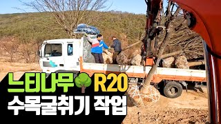느티나무R20 수목굴취기 작업 | 나무대장