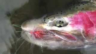 preview picture of video 'Skeena River and Kitimat River BC Steelhead Fishing'