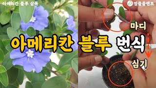 아메리칸블루 번식 삽목으로 