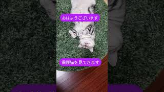 #猫#保護猫#ねこ