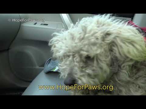 Hope For Paws: A Test of Resilience