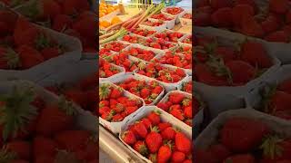 Strawberry/ fresh Strawberry/ frische Erdbeeren/ Dâu tươi / A lots Vitamin