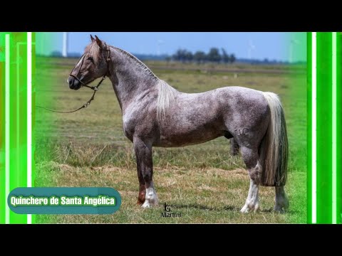 Oportunidade Única - Quinchero de Santa Angélica