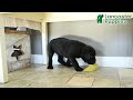 Cane Corso dogs for sale: Fido - Video 1