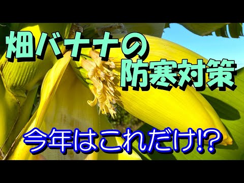 バナナの木を寒さに耐えて越冬させるための役立つヒントはありますか?  庭園