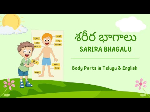 Manava sarira bhagalu - మానవ శరీర భాగాలు - human body