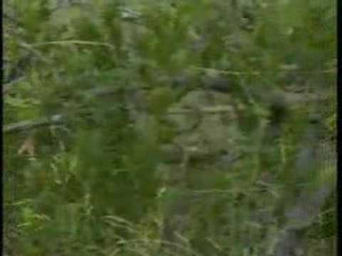 African Wild Dogs - Djuma PM 03/21/08 - 3