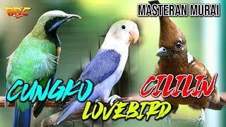 Download lagu MASTERAN KOMBINASI | CUNGKO - LOVEBIRD - CILILIN | JEDA SUARA AIR MENGALIR mp3