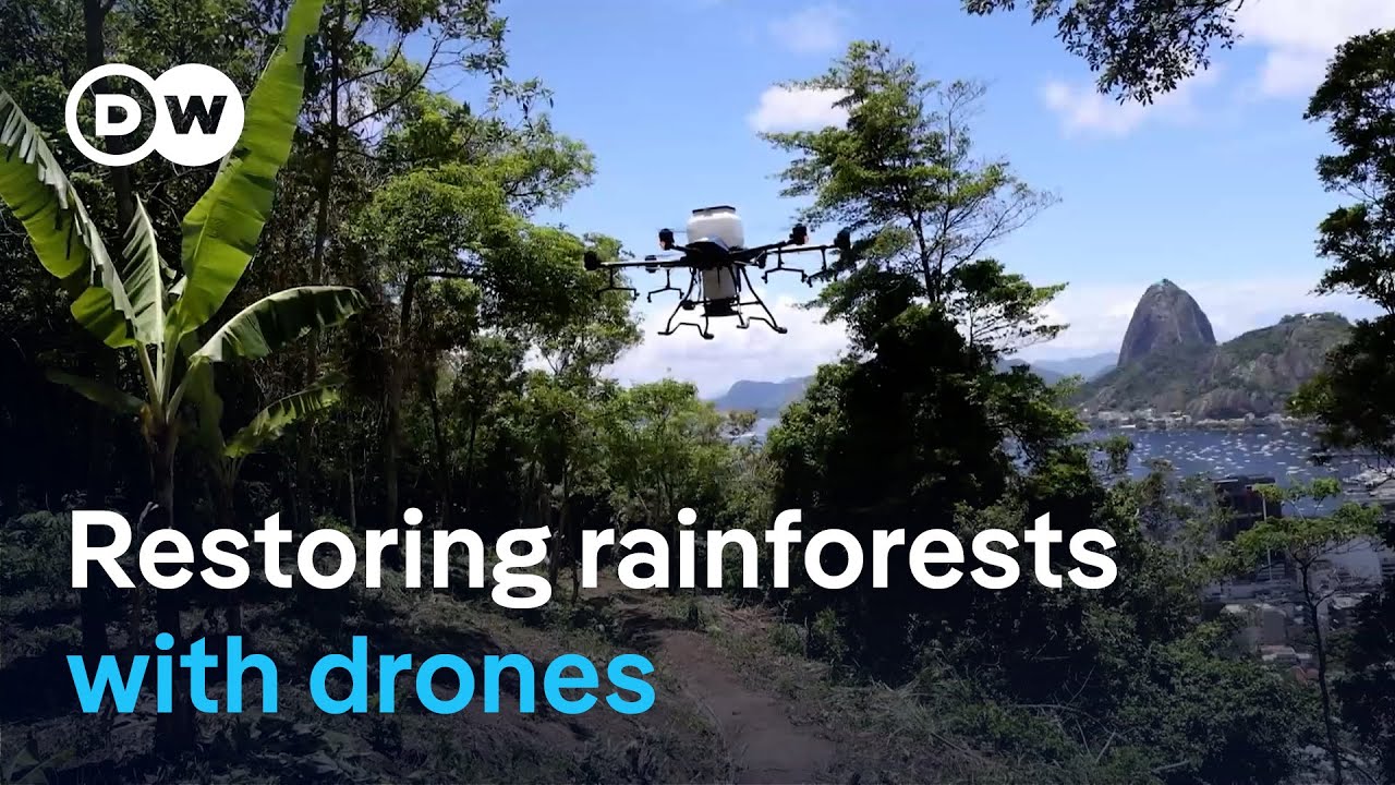 How drones could help bring dead rainforests back to life | DW News