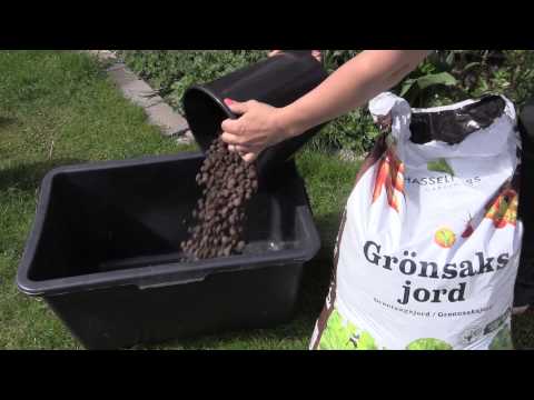 Lyckad tomatplanta under 3 minuter!