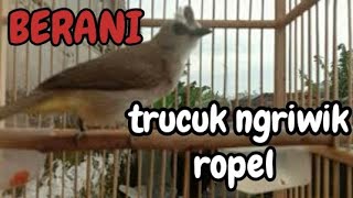 Download lagu TRUCUKAN NGRIWIK ROPEL BAGUS UNTUK PANCINGAN mp3