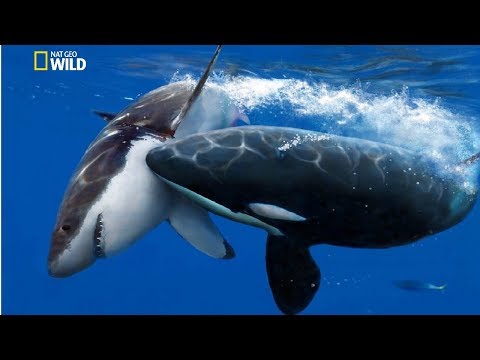 National Geographic Documentary - The Greatest Apex Predators on Earth - New Documentary HD 2018