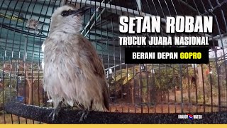 Download lagu GOPRO SETAN ROBAN! TRUCUKAN Lagu Lelah Durasi Panjang! ... Juara Nasional RADJA CUP mp3 Download lagu GOPRO SETAN ROBAN! TRUCUKAN Lagu Lelah Durasi Panjang! ... Juara Nasional RADJA CUP mp3