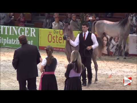 1st Place N.22 AJ AZZAM - Wels 2015 - Int. Yearling Colts Championship (Class 20)