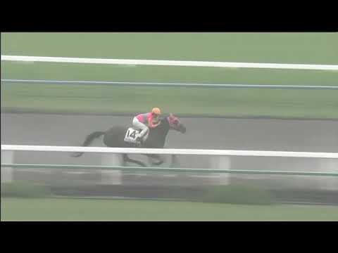 2017.10.22 2yo Newcomers (JPN) - Antonio