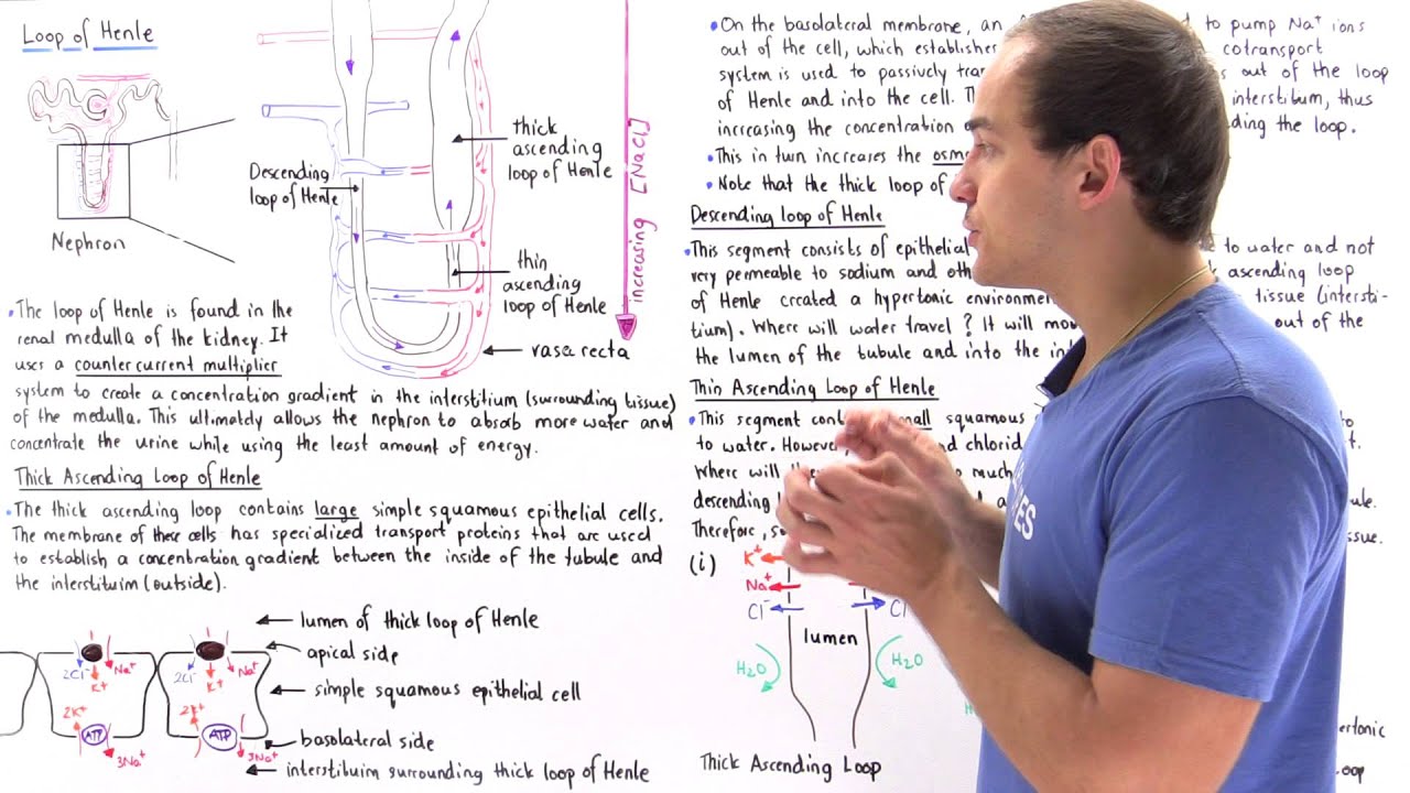 Countercurrent Multiplier System and Loop of Henle