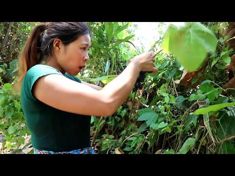 Finding natural wild grapes for eat - Natural wild grapes eating delicious #29 Video