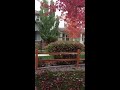 Gone with the Wind - Fall in Sparks NV