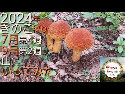  9月のキノコはどれ？今月採れる食用で認識しやすい種 8 種  庭園