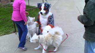 preview picture of video 'Tycho Aussie at Okemos Farmer's Market'