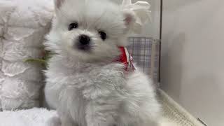 ハーフ犬の動画01