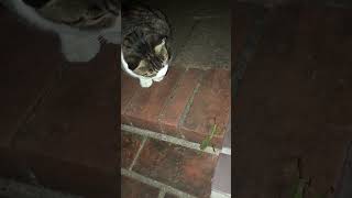野良猫vsカマキリ#shorts #ショート
