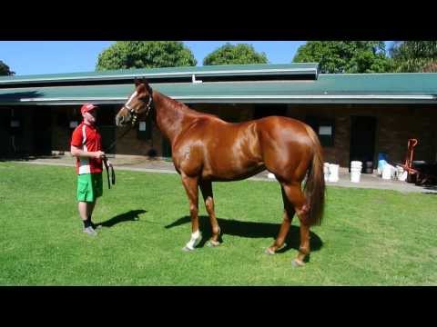 Lightinthenite - Stable Video 26/11/13