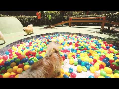 Conheça o Tunghat's Resort - Há 25 anos a casa de férias do seu cão.