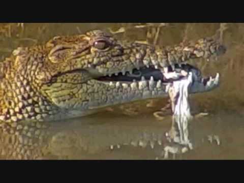 Pete's Pond : A snack or early dinner for the Crocodile 3:26 PM April 20, 2017