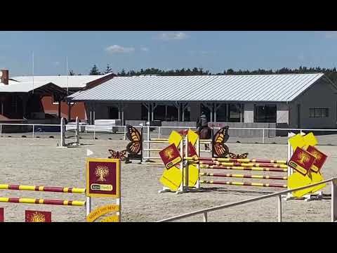 Cello Melloni 6y stallion by Cascadello training session