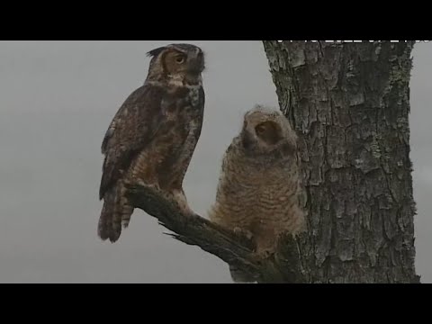Great Horned Owls | Little grey owlet fly to explore world with Mom | April 18, 2022
