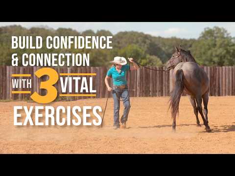 NEW Colt Starting Series - Part 1 | Fundamental Groundwork