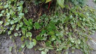 Download lagu Daun Semanggi Gunung mp3