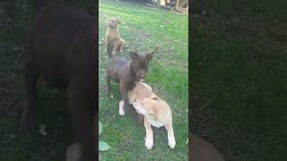 Video preview image #1 Chocolate Labrador retriever-Unknown Mix Puppy For Sale in Pottstown, PA, USA