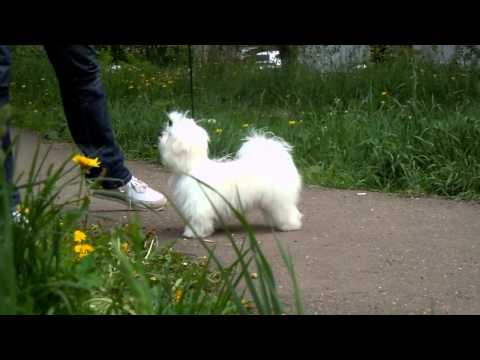 Beauty Shantal Cherished Dream