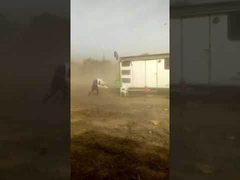 Suspenden cosecha de maíz por el viento. Zona de Los Pirpintos, Santiago del Estero